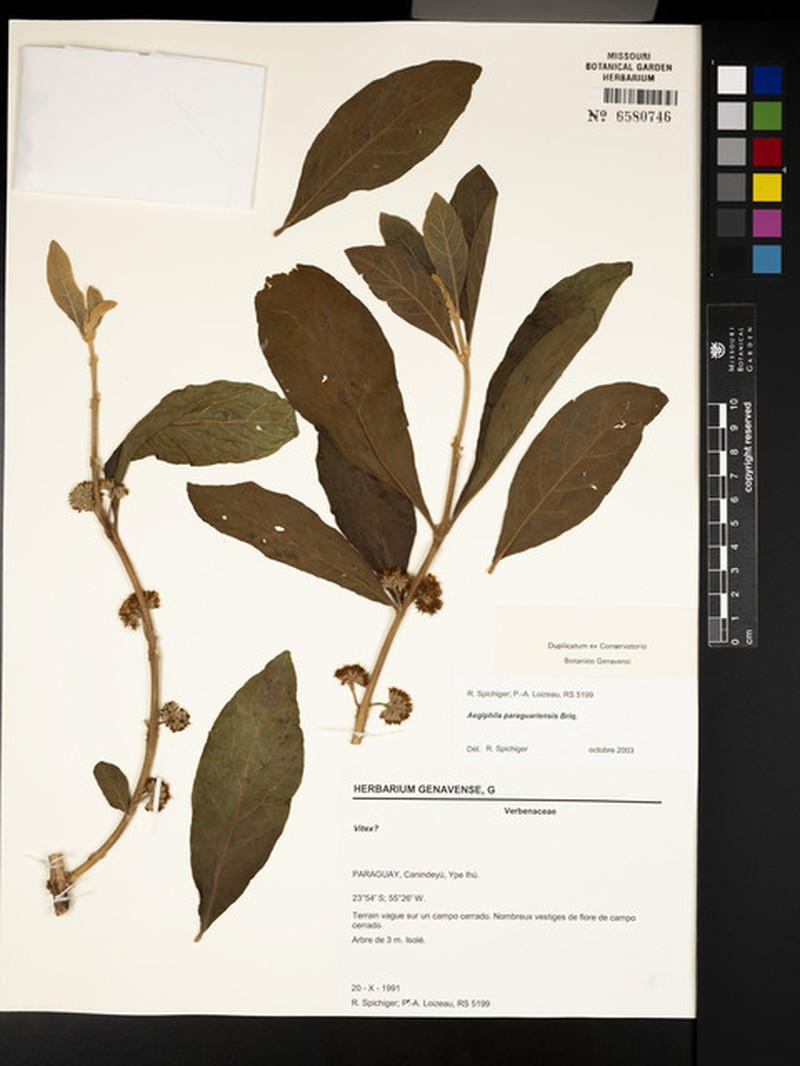 Aegiphila paraguariensis photo 8
