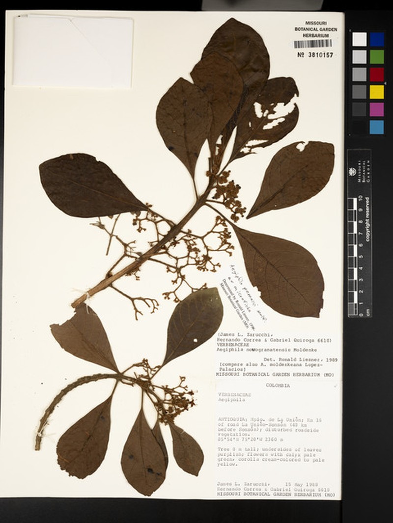 Aegiphila pennellii