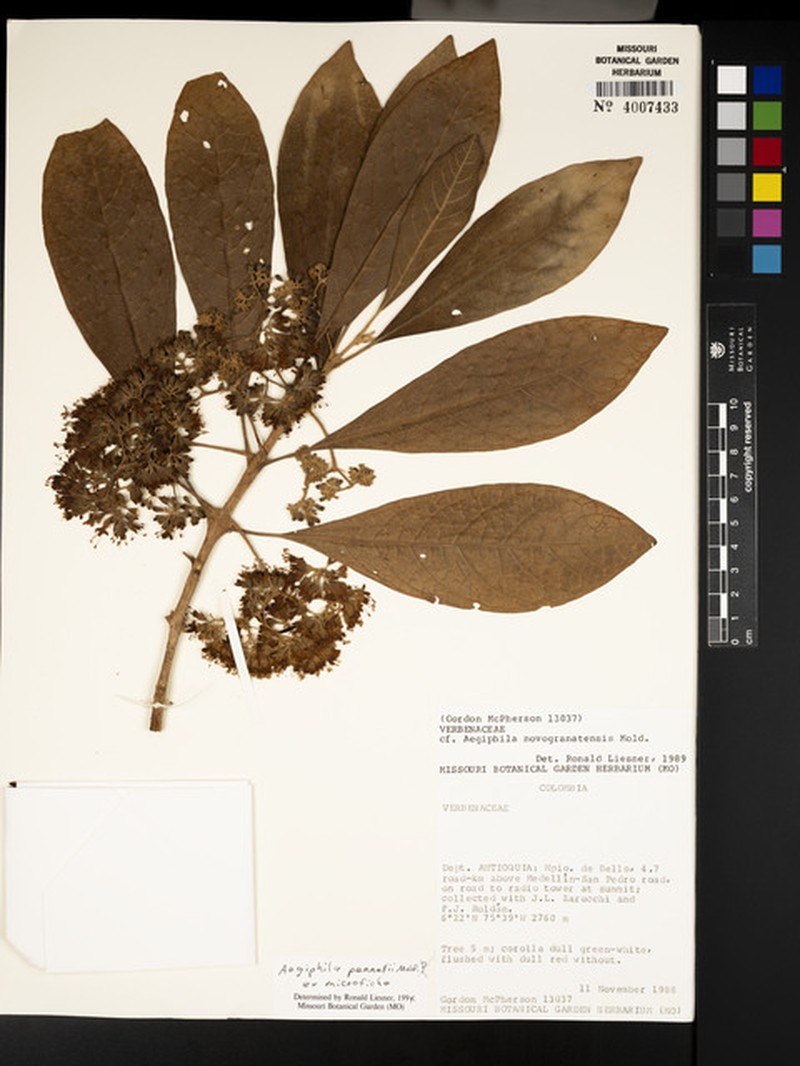 Aegiphila pennellii photo 2