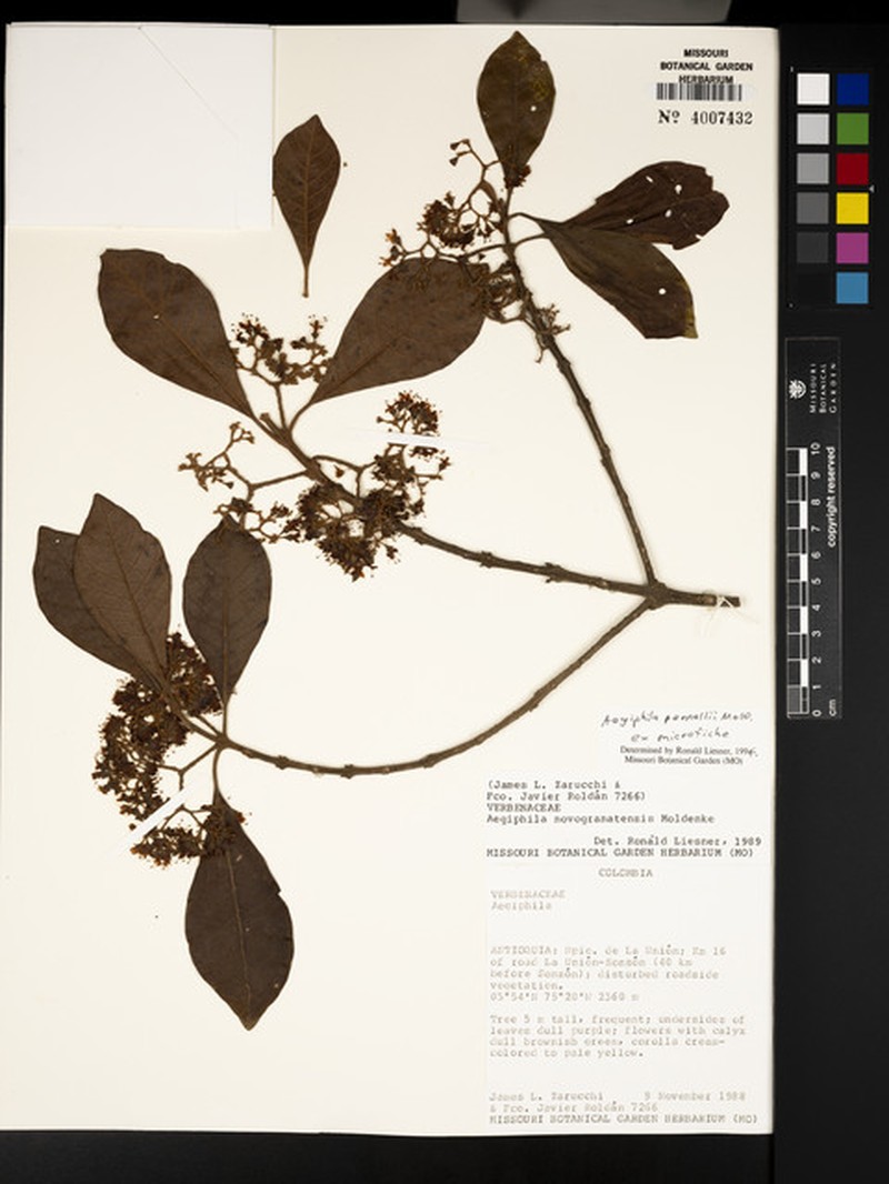 Aegiphila pennellii photo 3