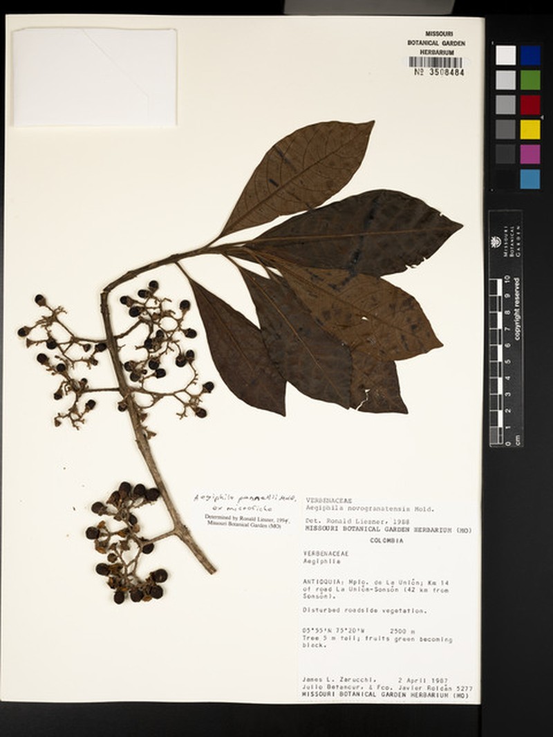 Aegiphila pennellii photo 4