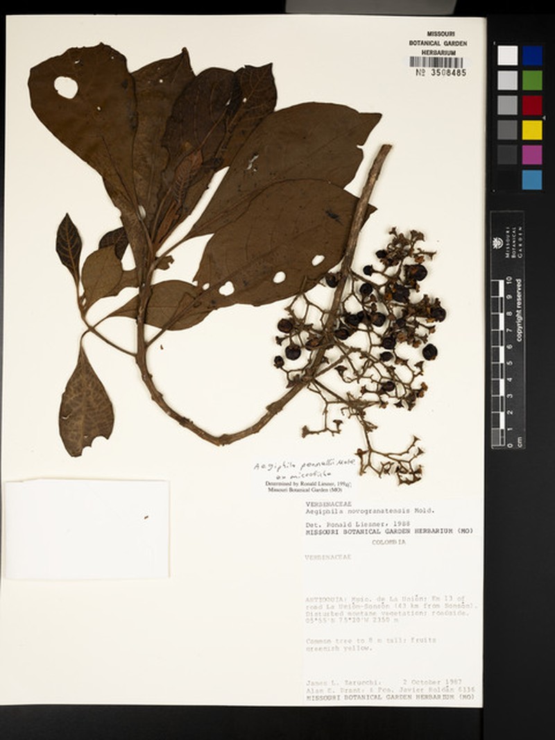 Aegiphila pennellii photo 5