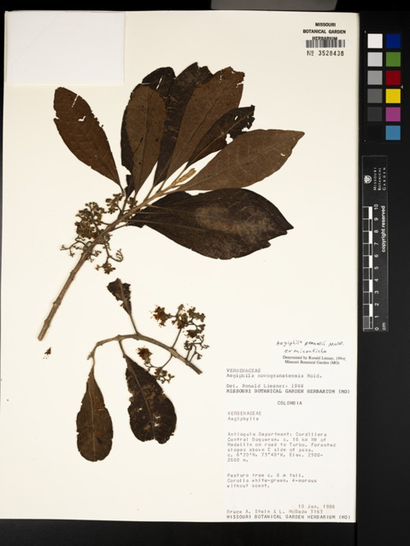 Aegiphila pennellii photo 6