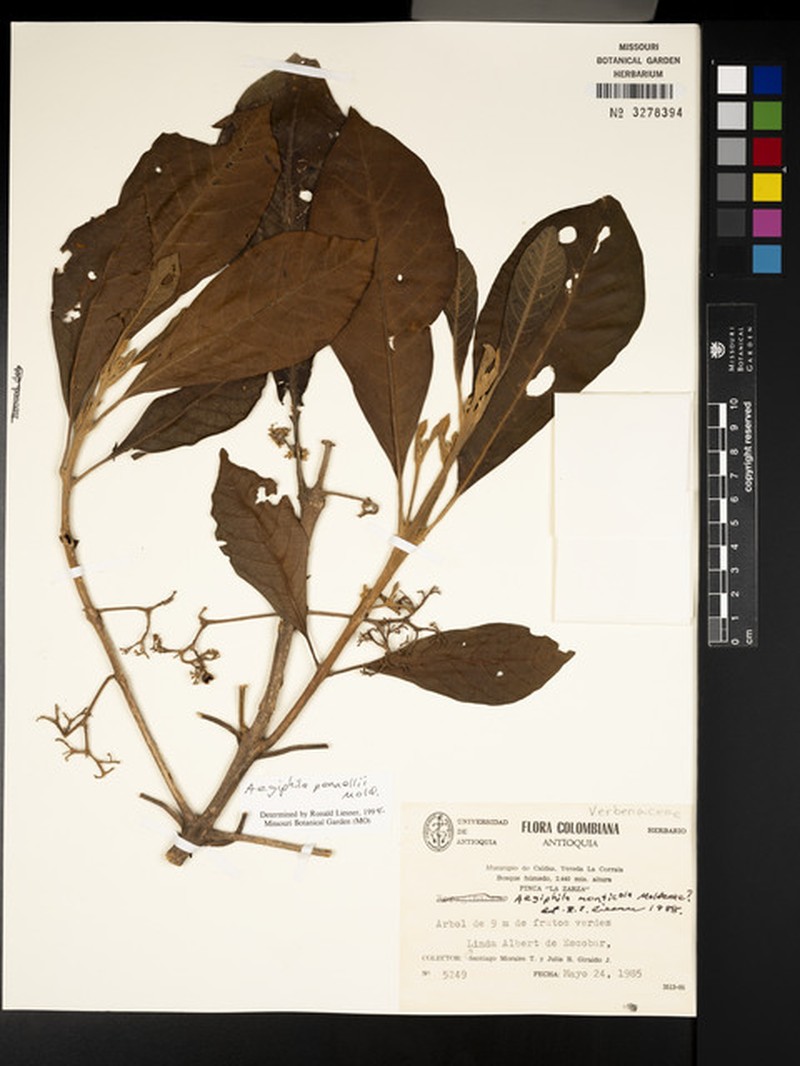 Aegiphila pennellii photo 7