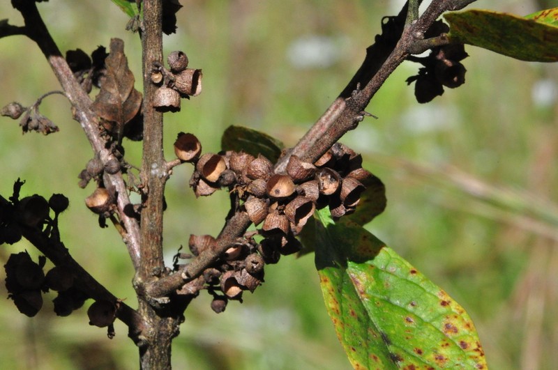 Aegiphila pernambucensis