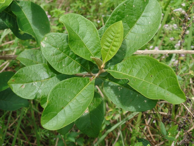 Aegiphila pernambucensis photo 3