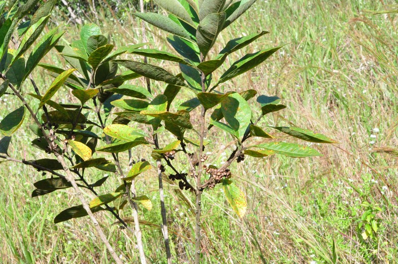 Aegiphila pernambucensis photo 4