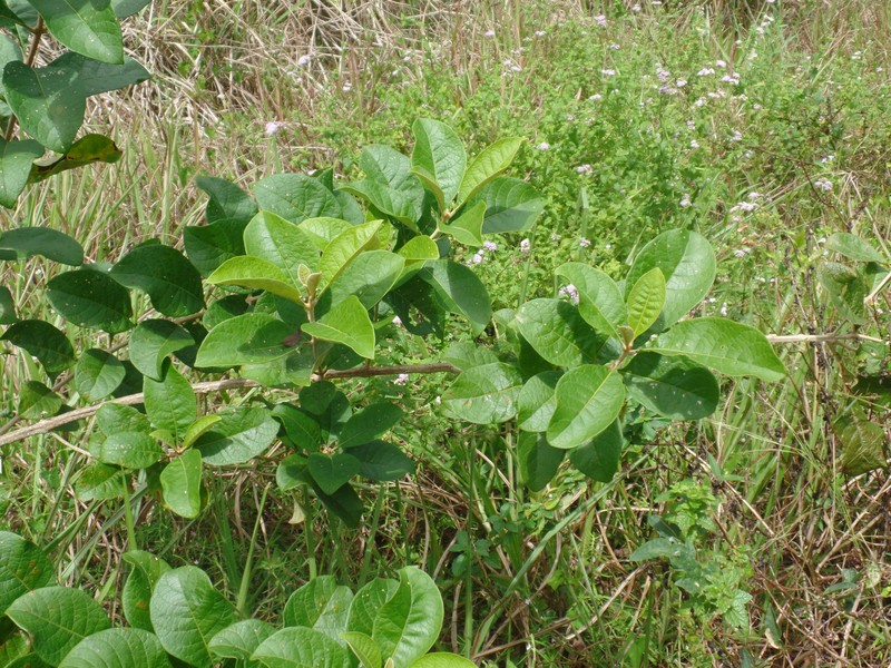 Aegiphila pernambucensis photo 5