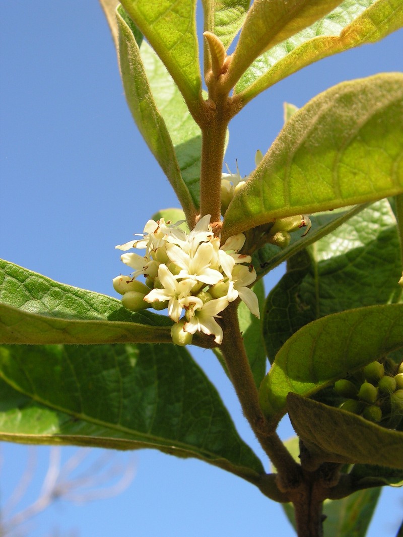 Aegiphila pernambucensis photo 6