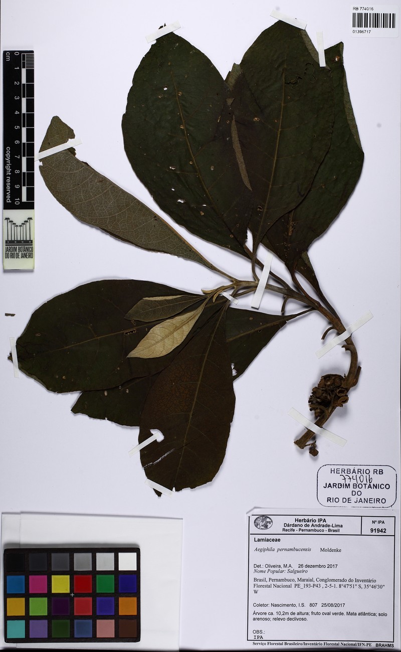 Aegiphila pernambucensis photo 7