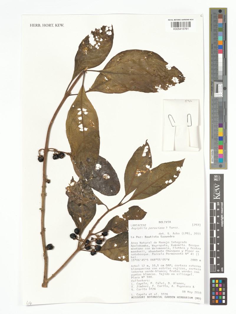Aegiphila peruviana