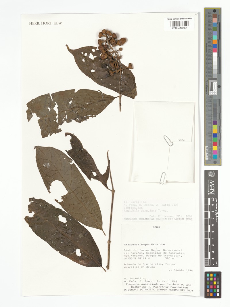 Aegiphila peruviana photo 2