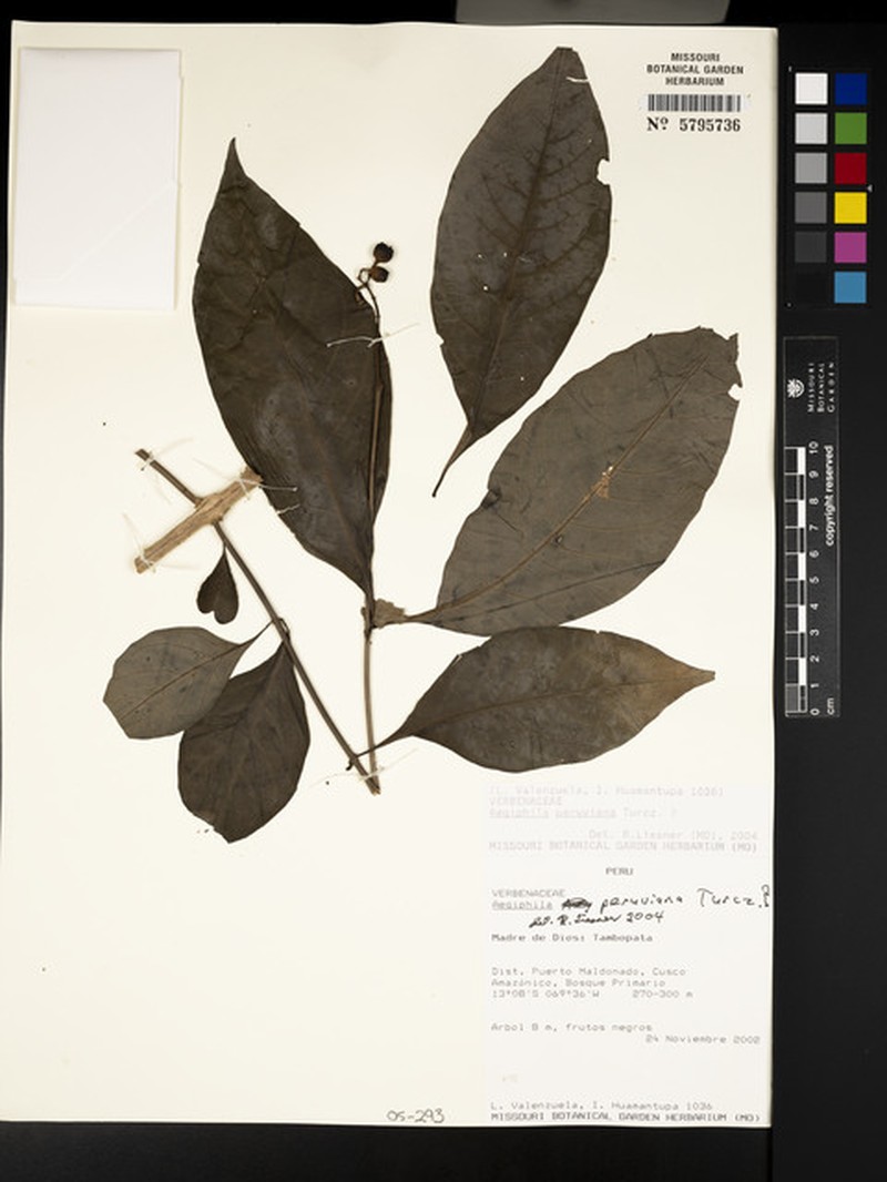 Aegiphila peruviana photo 3