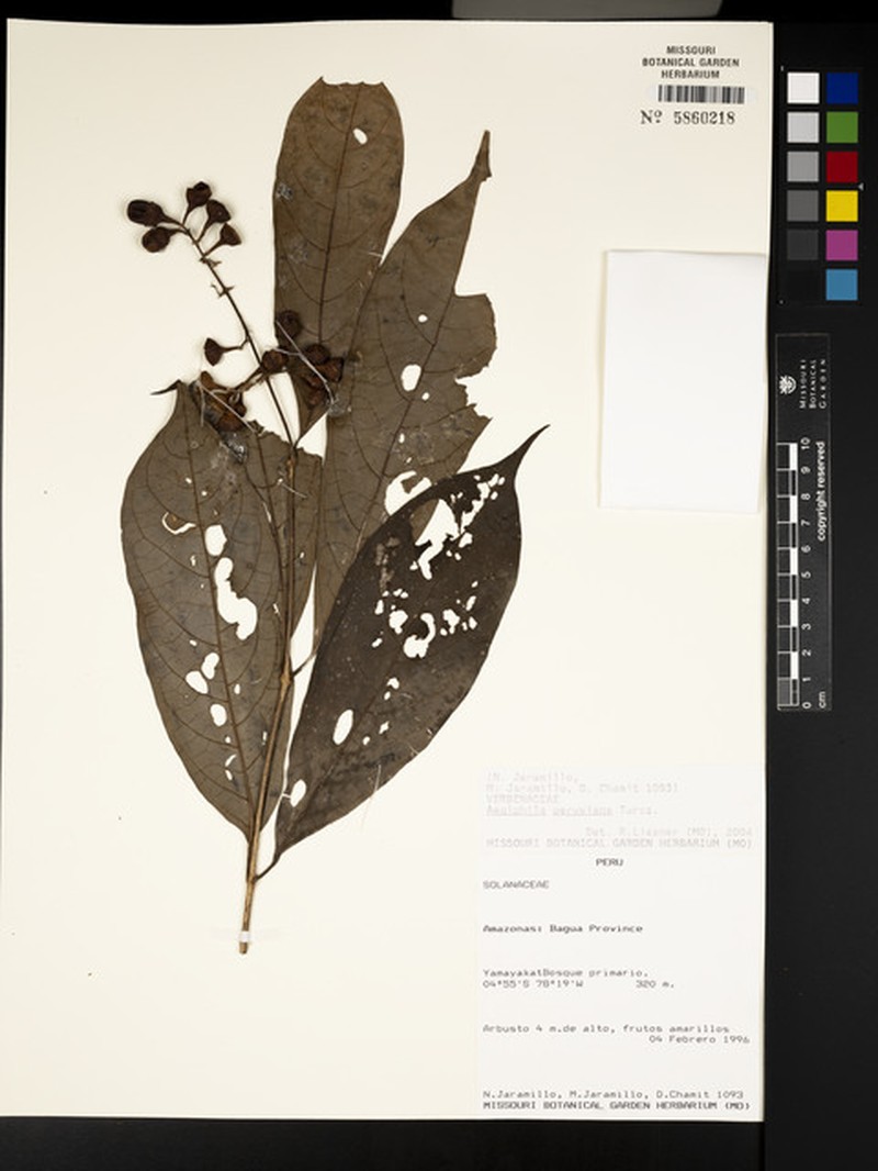 Aegiphila peruviana photo 4