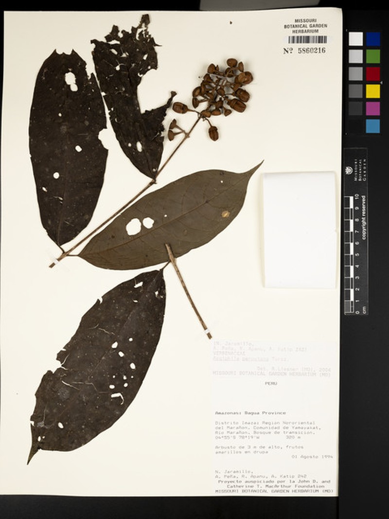 Aegiphila peruviana photo 5