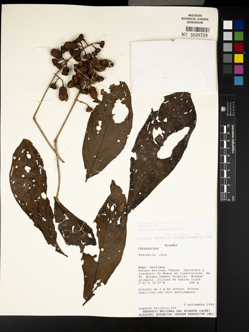Aegiphila peruviana photo 6