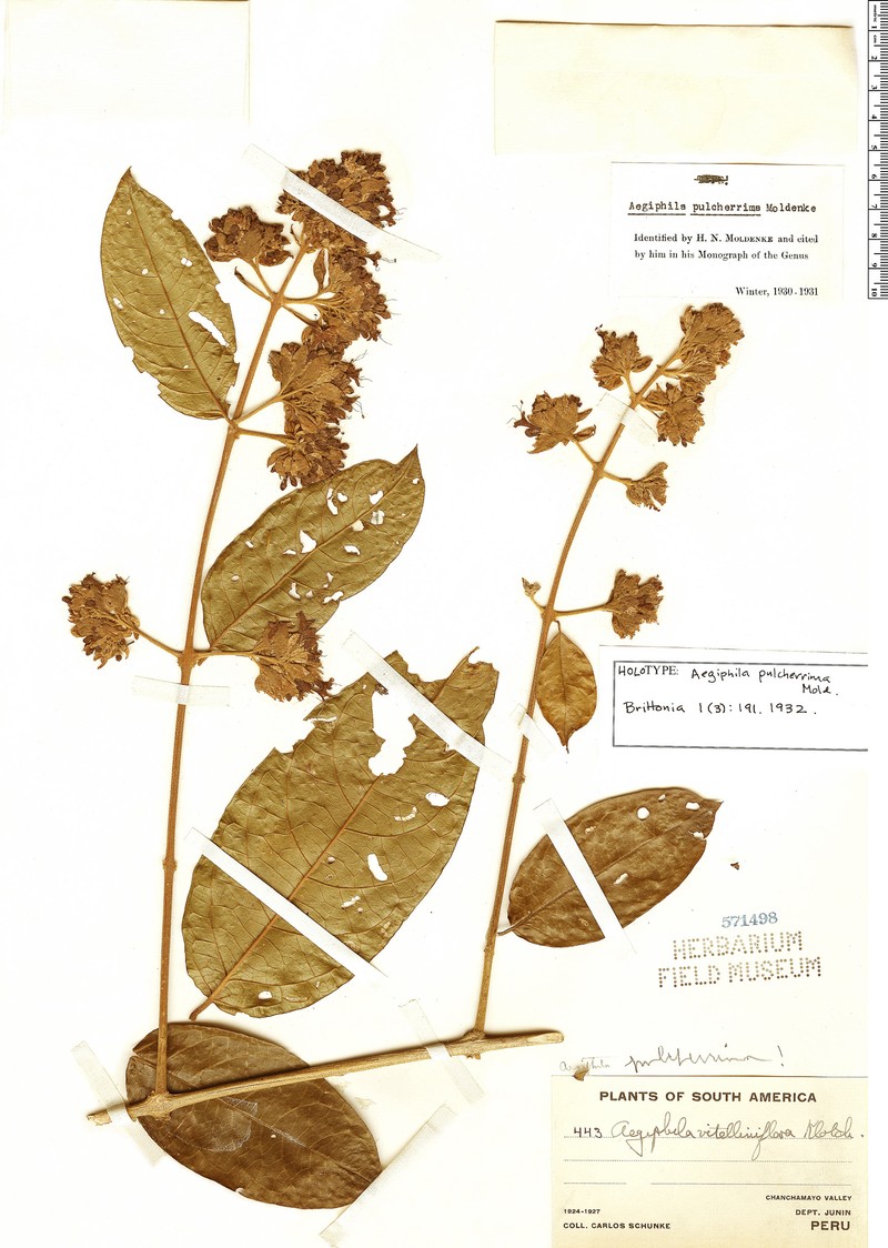 Aegiphila pulcherrima