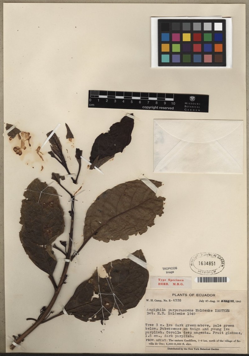 Aegiphila purpurascens