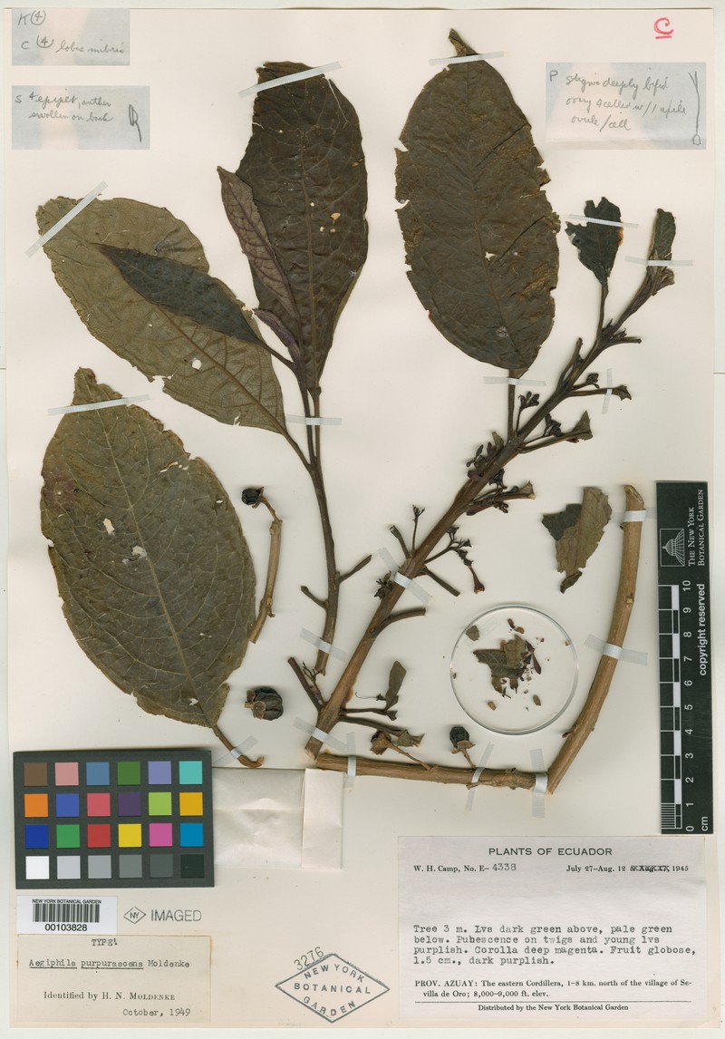 Aegiphila purpurascens photo 2