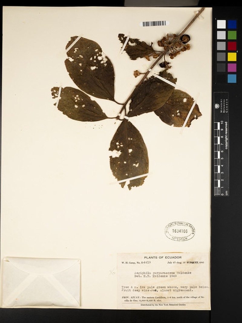 Aegiphila purpurascens photo 3