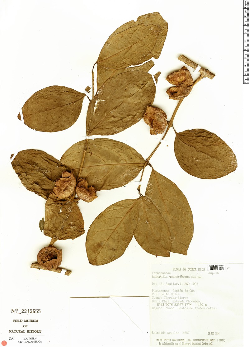 Aegiphila quararibeana
