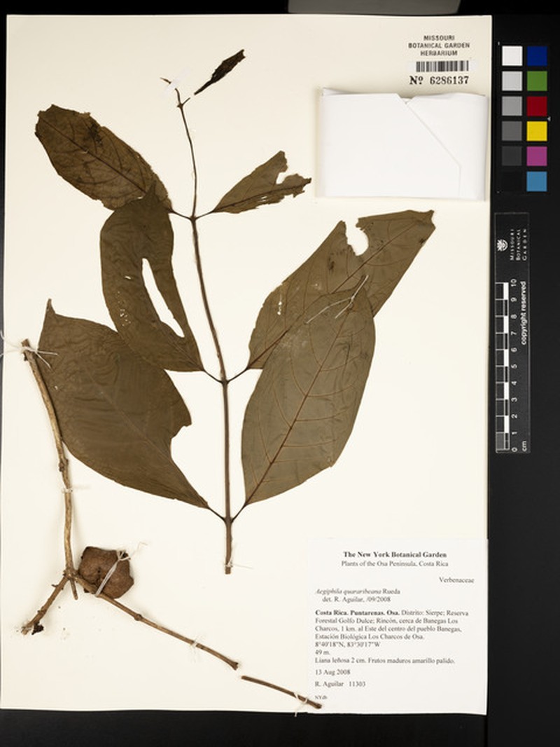 Aegiphila quararibeana photo 2