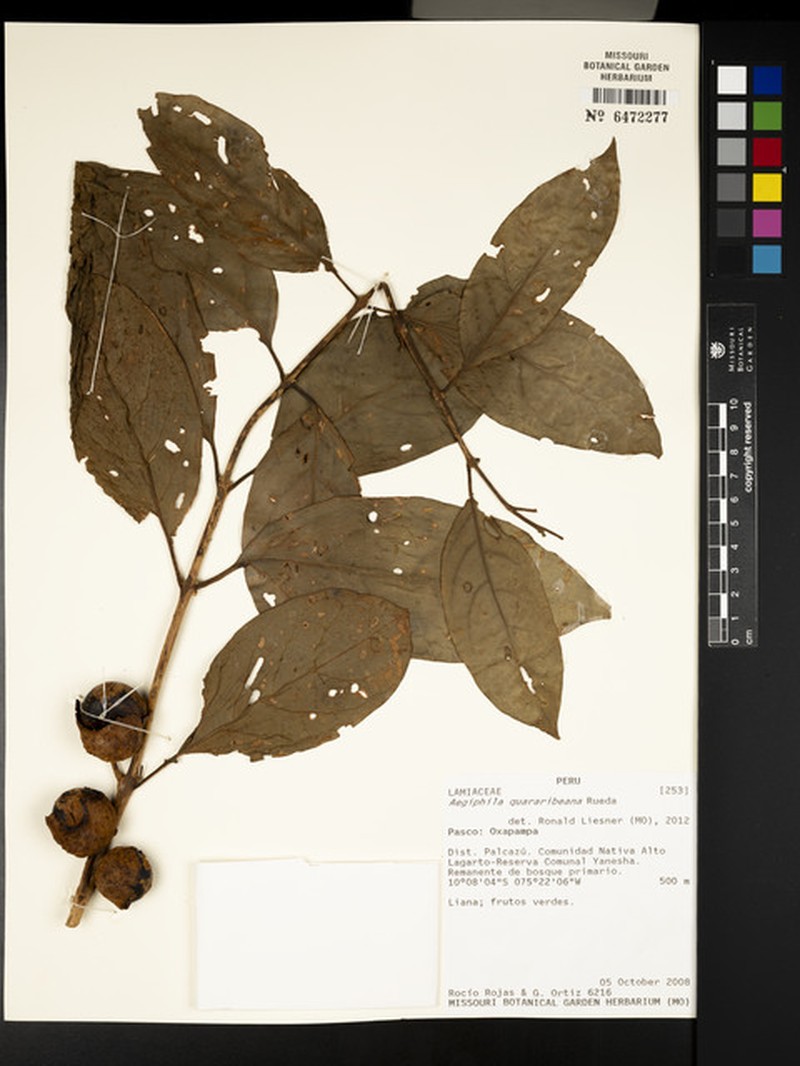 Aegiphila quararibeana photo 3