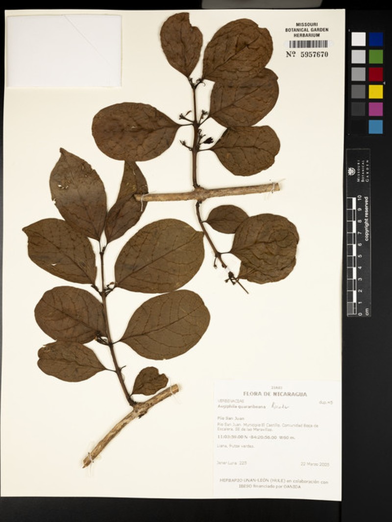 Aegiphila quararibeana photo 4