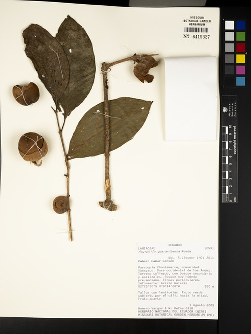Aegiphila quararibeana photo 5