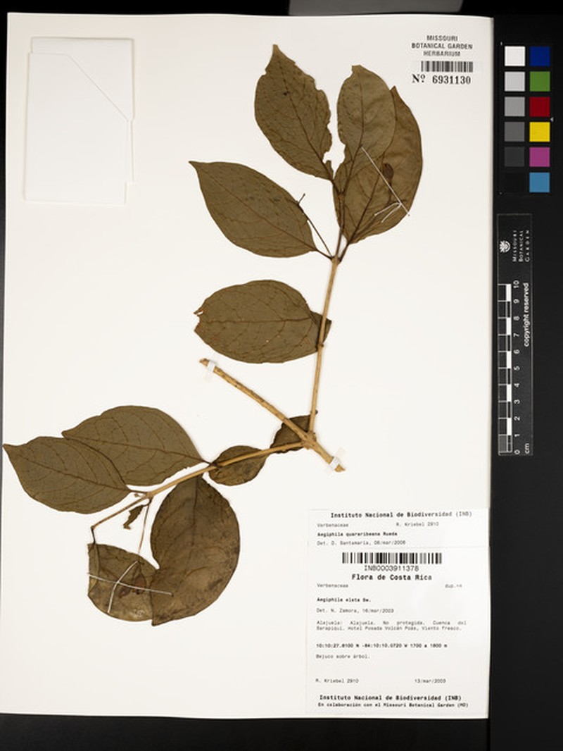Aegiphila quararibeana photo 6