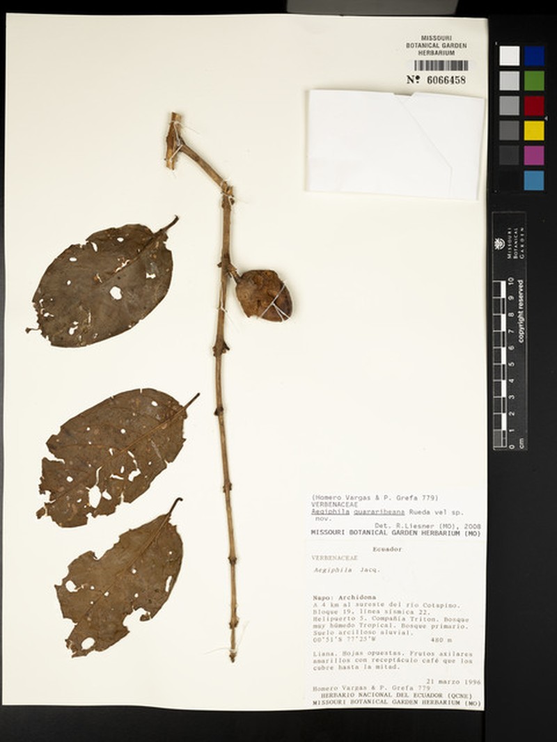 Aegiphila quararibeana photo 8