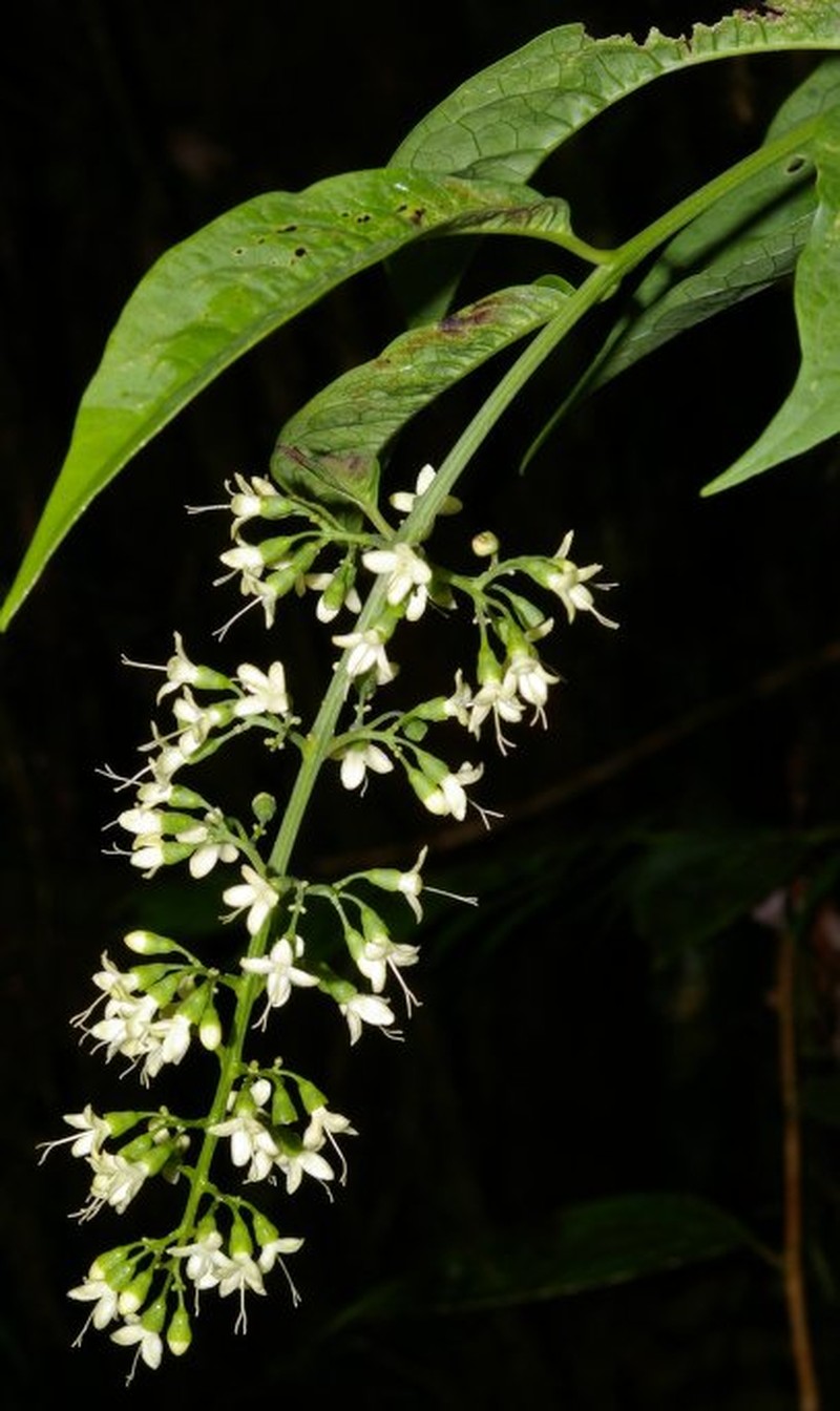 Aegiphila quinduensis