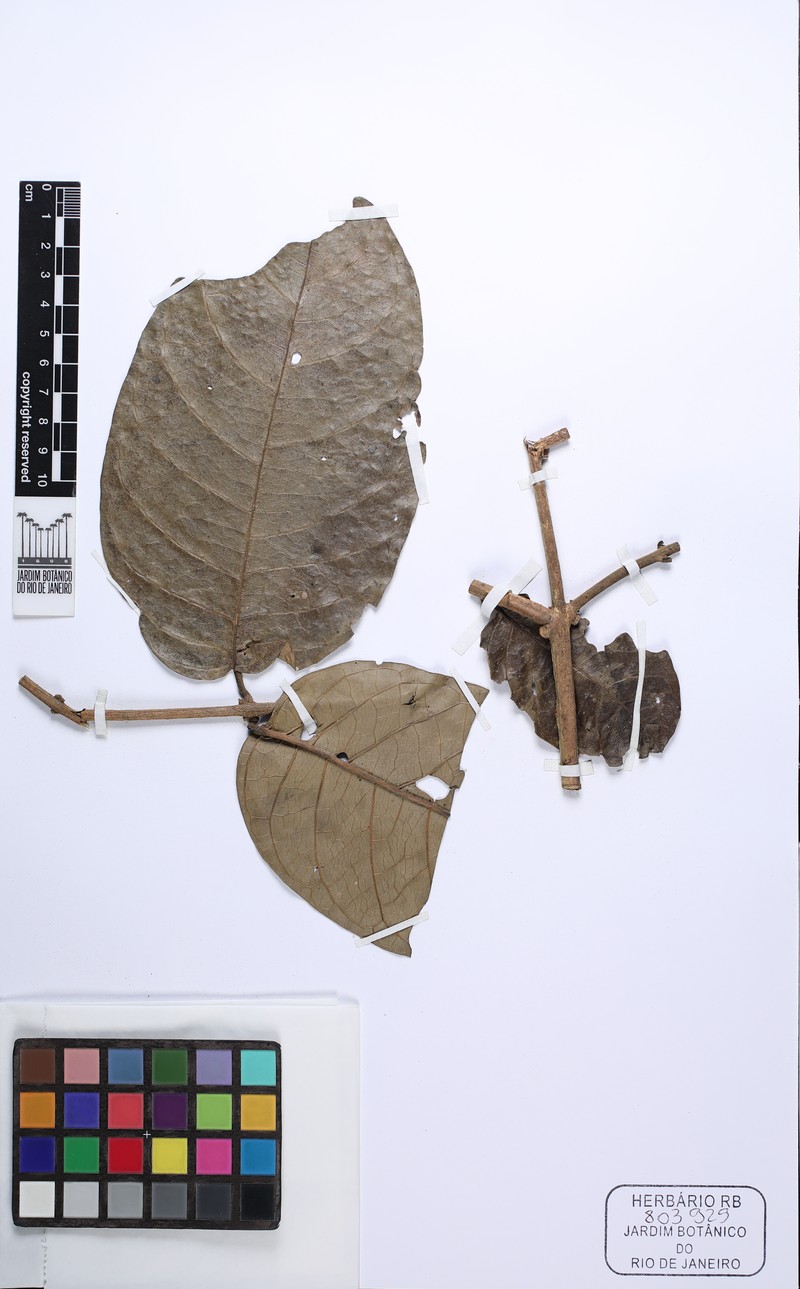 Aegiphila racemosa
