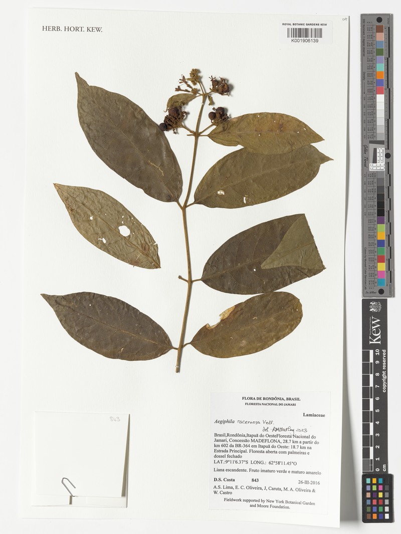 Aegiphila racemosa photo 2