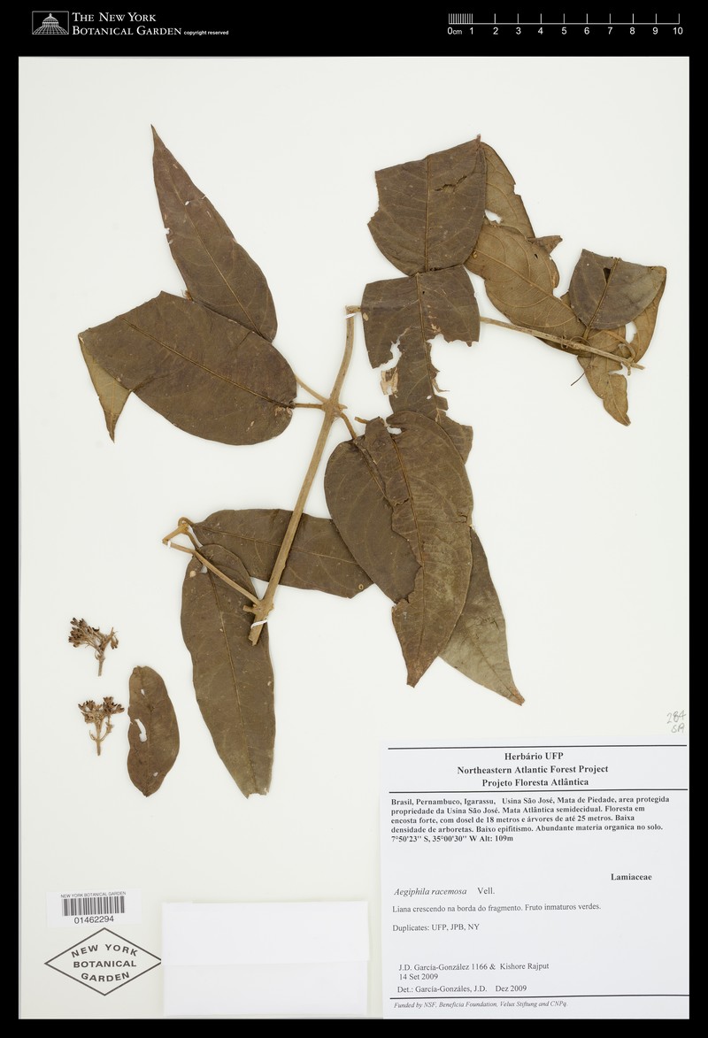Aegiphila racemosa photo 3