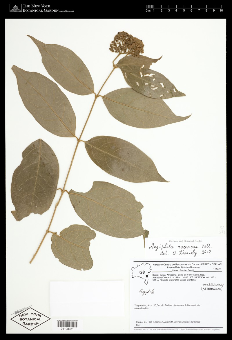 Aegiphila racemosa photo 4