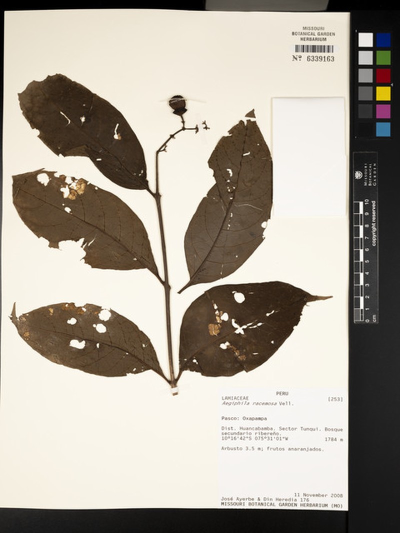 Aegiphila racemosa photo 5