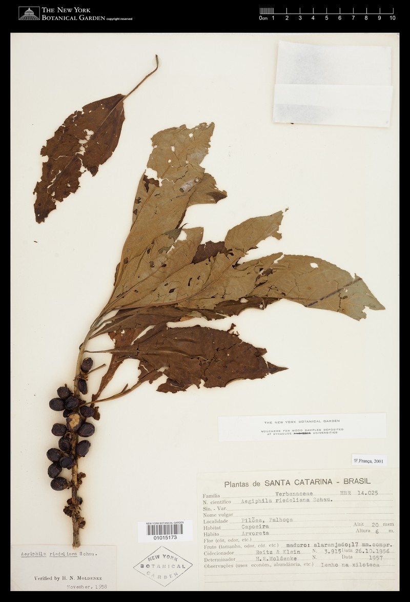 Aegiphila riedeliana