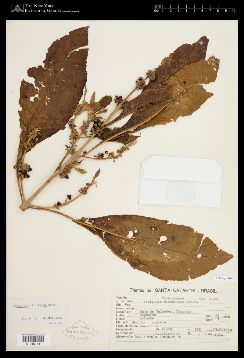 Aegiphila riedeliana photo 2