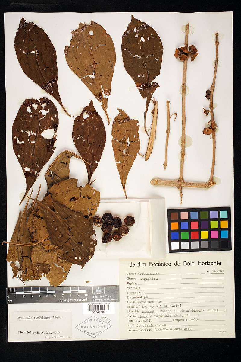 Aegiphila riedeliana photo 3