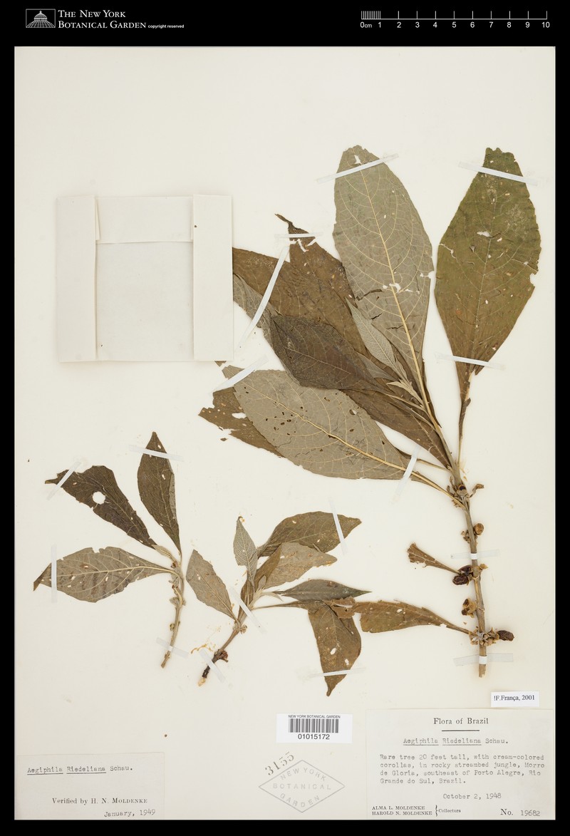 Aegiphila riedeliana photo 4