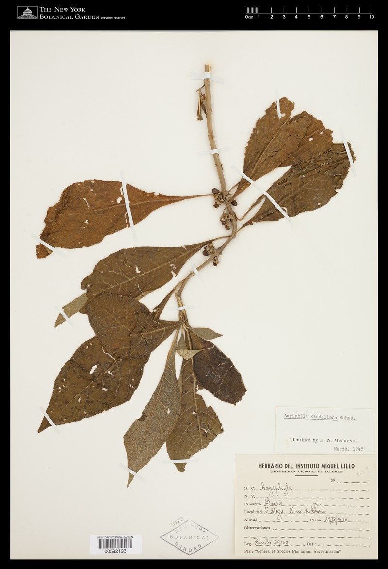 Aegiphila riedeliana photo 5