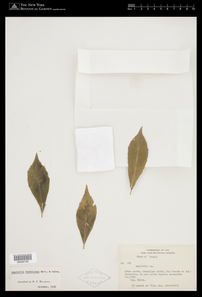 Aegiphila riedeliana photo 6
