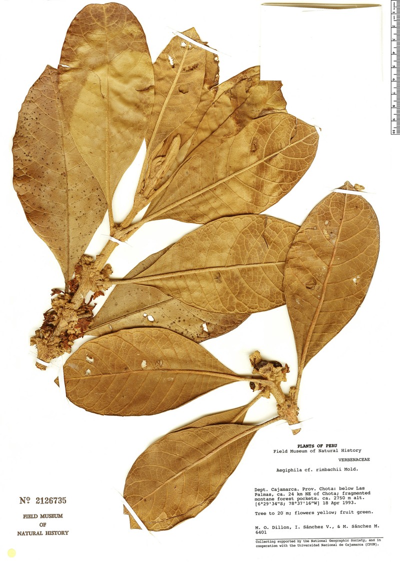 Aegiphila rimbachii