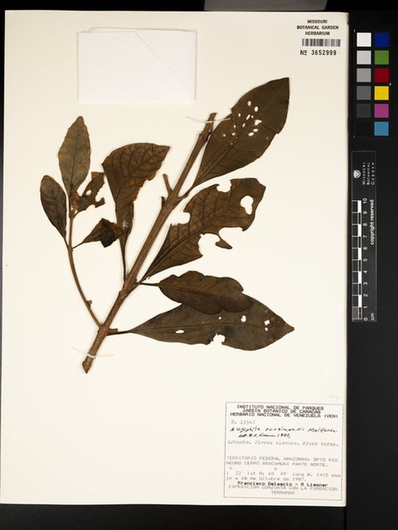 Aegiphila roraimensis photo 2