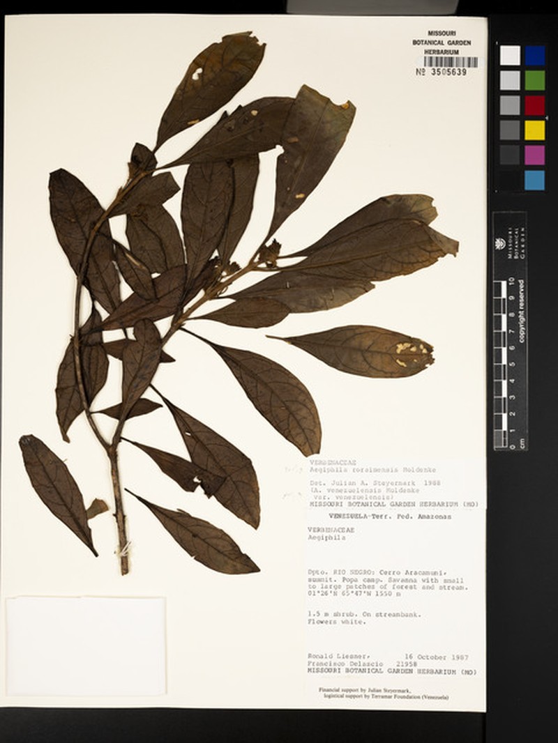 Aegiphila roraimensis photo 3