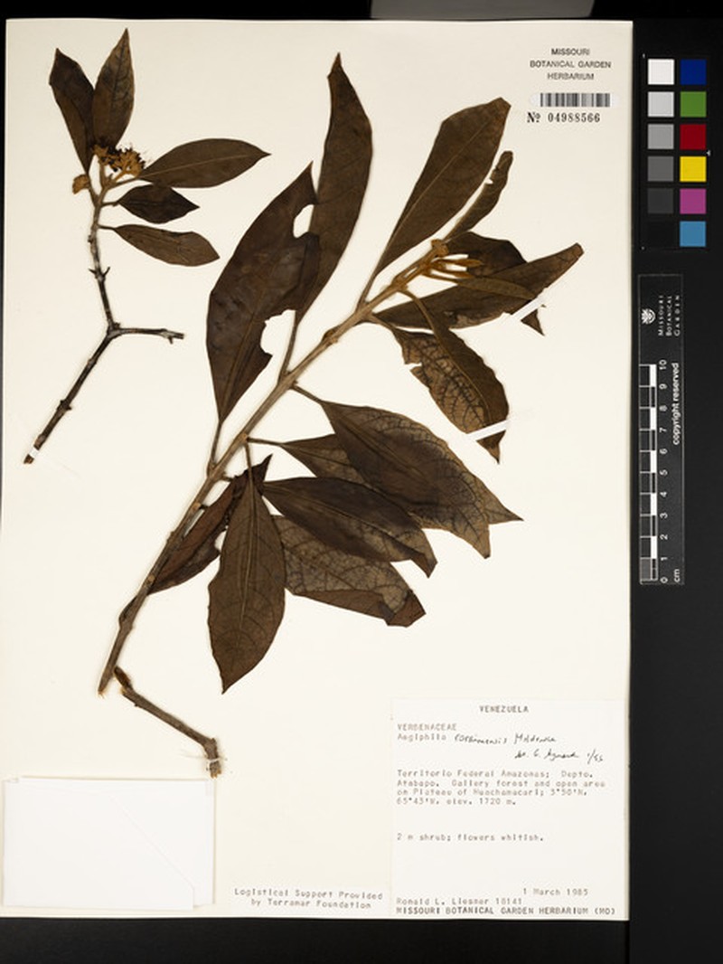 Aegiphila roraimensis photo 4