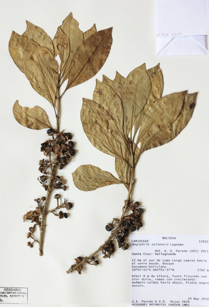Aegiphila saltensis