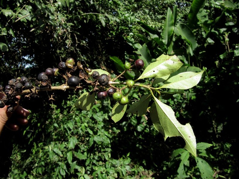 Aegiphila saltensis photo 2
