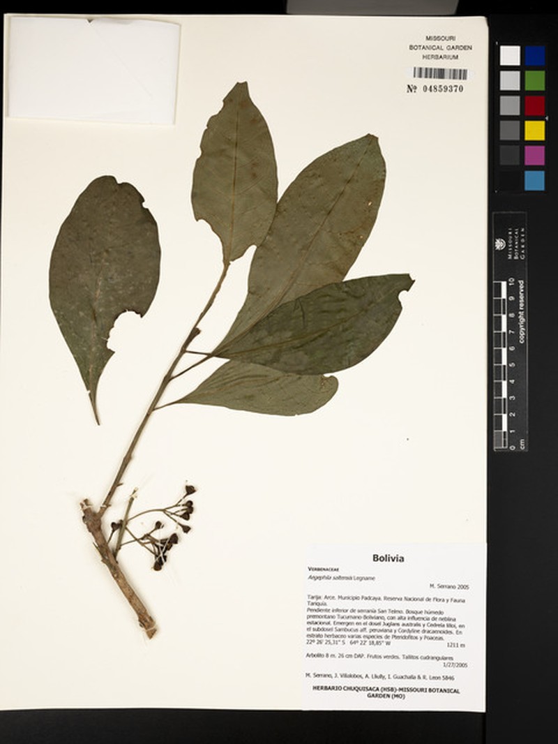 Aegiphila saltensis photo 3